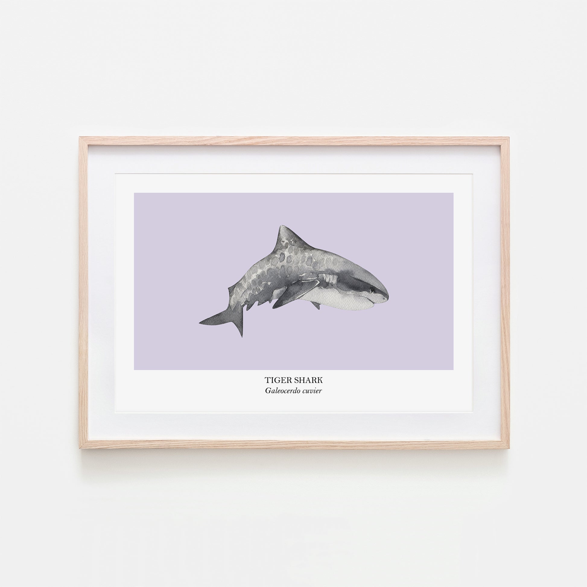 Tiger-Shark-Watercolour-Sea-Creature-Wall-Art-in-Peri-Purple