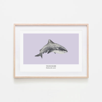 Tiger-Shark-Watercolour-Sea-Creature-Wall-Art-in-Peri-Purple