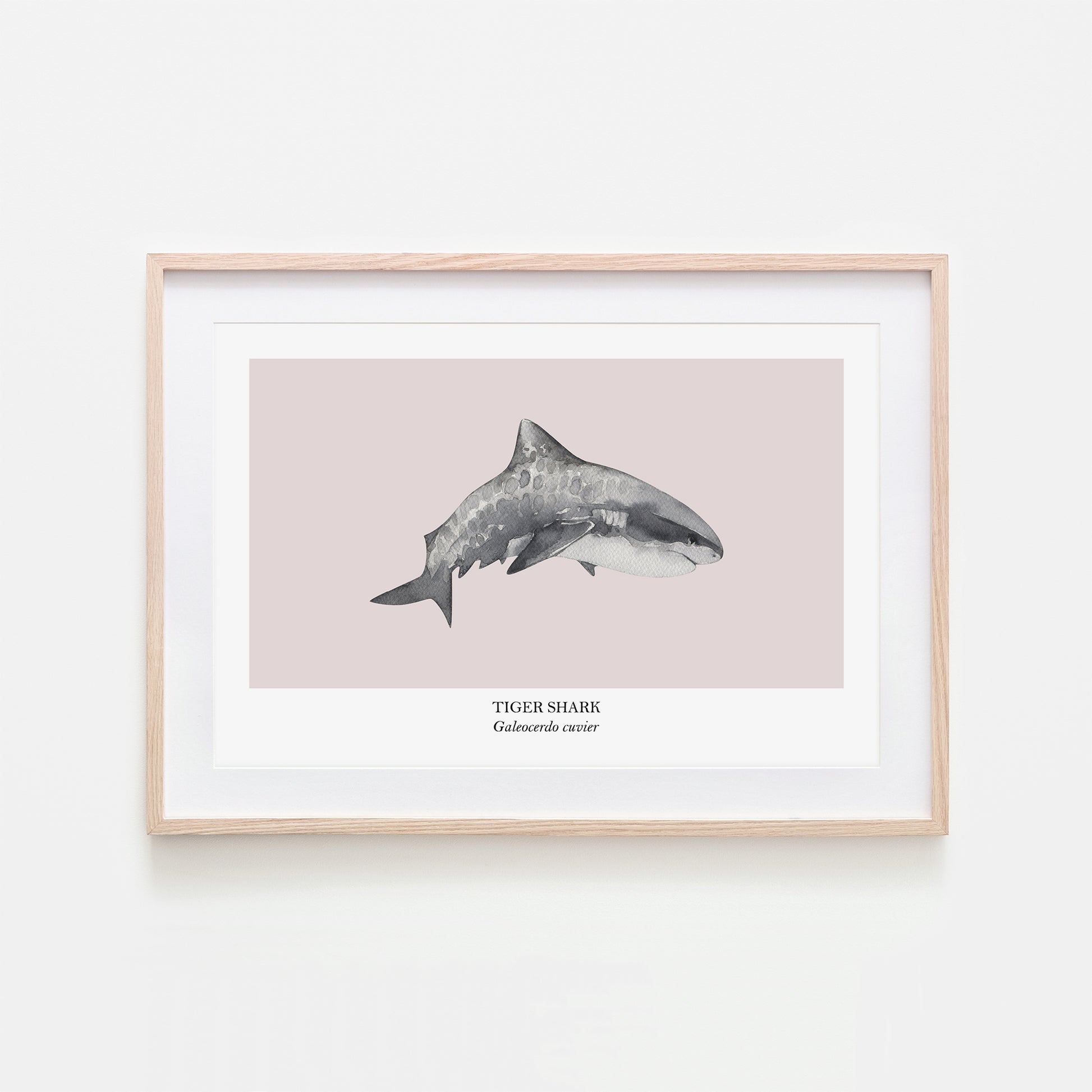 Tiger-Shark-Watercolour-Sea-Creature-Wall-Art-in-Pointe-Pink