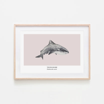 Tiger-Shark-Watercolour-Sea-Creature-Wall-Art-in-Pointe-Pink