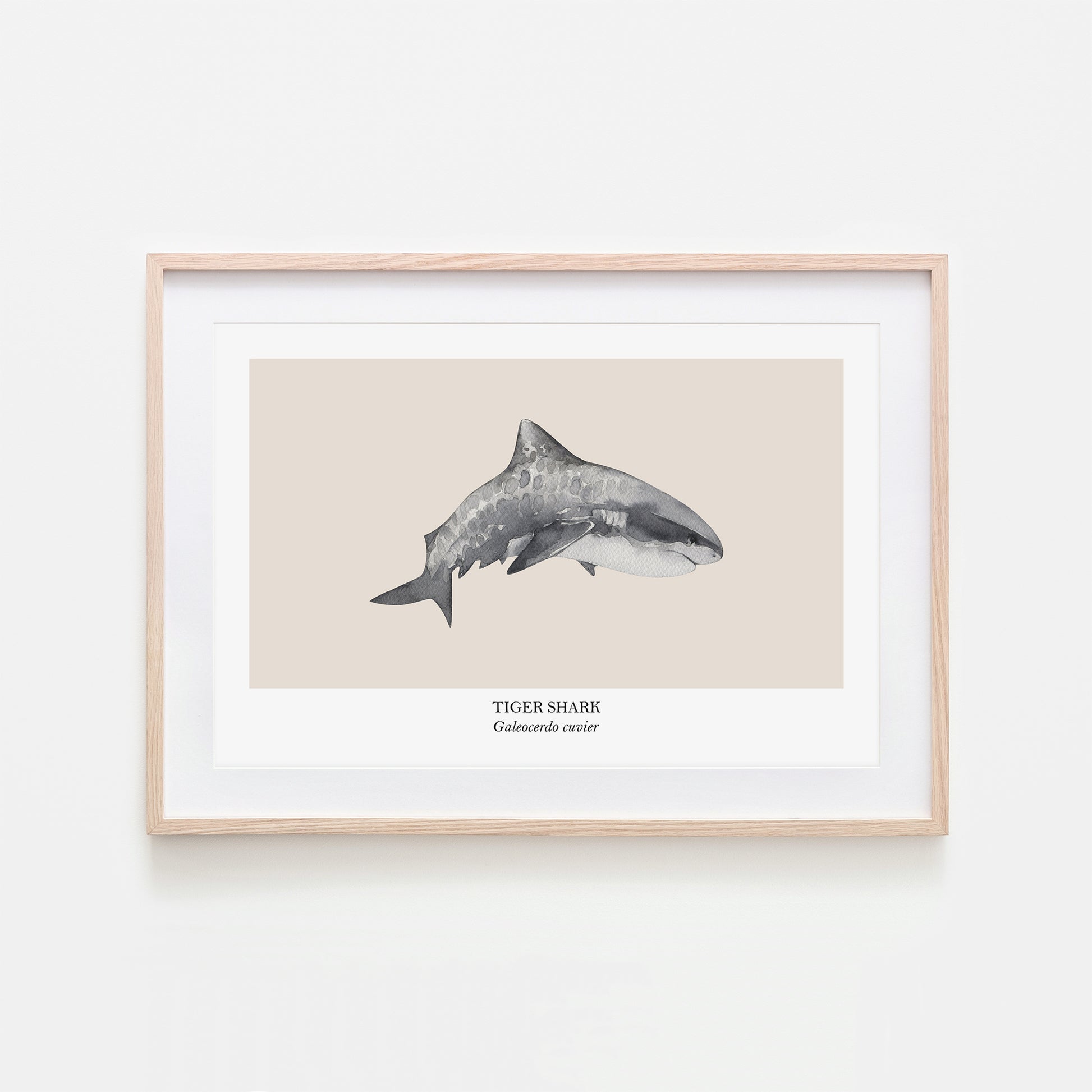 Tiger-Shark-Watercolour-Sea-Creature-Wall-Art-in-Sand