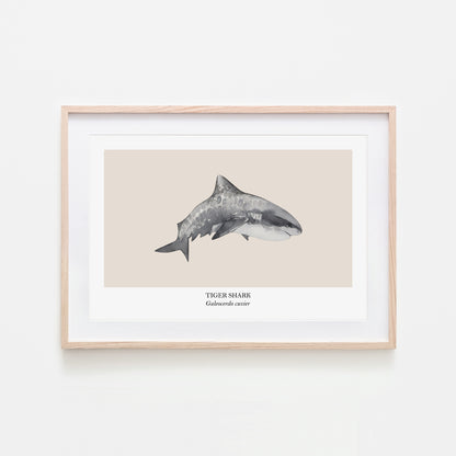 Tiger-Shark-Watercolour-Sea-Creature-Wall-Art-in-Sand