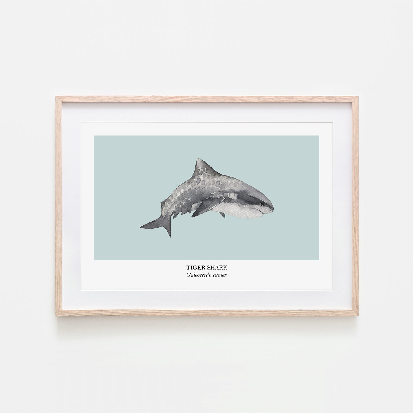 Tiger-Shark-Watercolour-Sea-Creature-Wall-Art-in-Shell-Blue