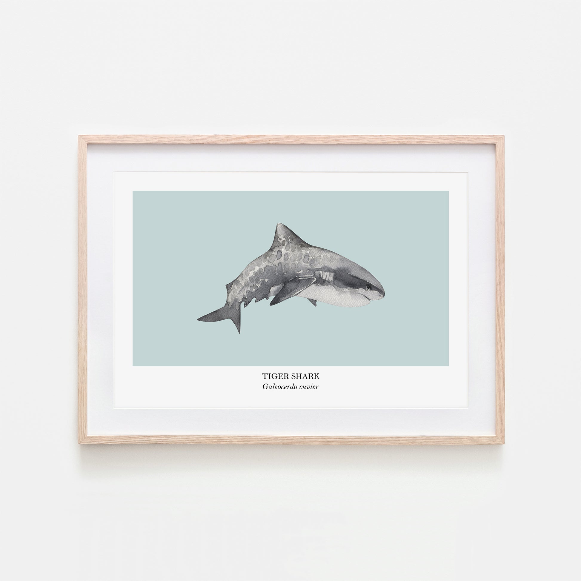 Tiger-Shark-Watercolour-Sea-Creature-Wall-Art-in-Shell-Blue