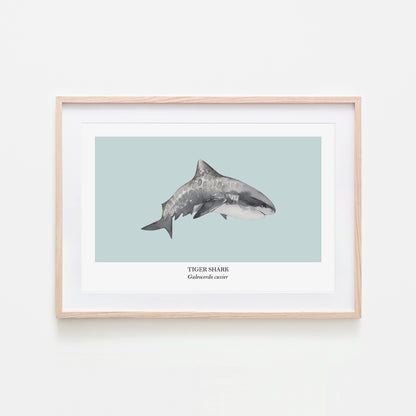 Tiger-Shark-Watercolour-Sea-Creature-Wall-Art-in-Shell-Blue