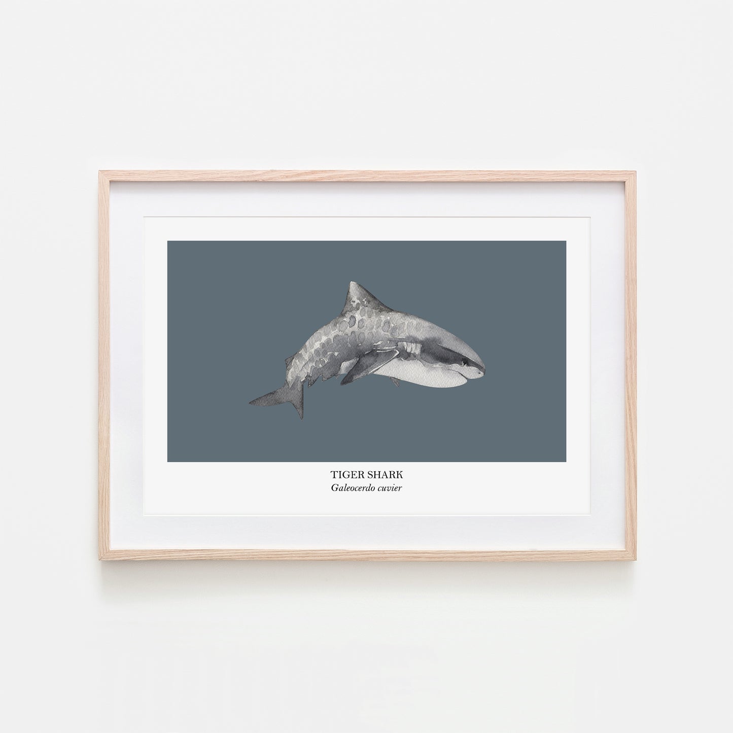 Tiger-Shark-Watercolour-Sea-Creature-Wall-Art-in-Sky-Blue