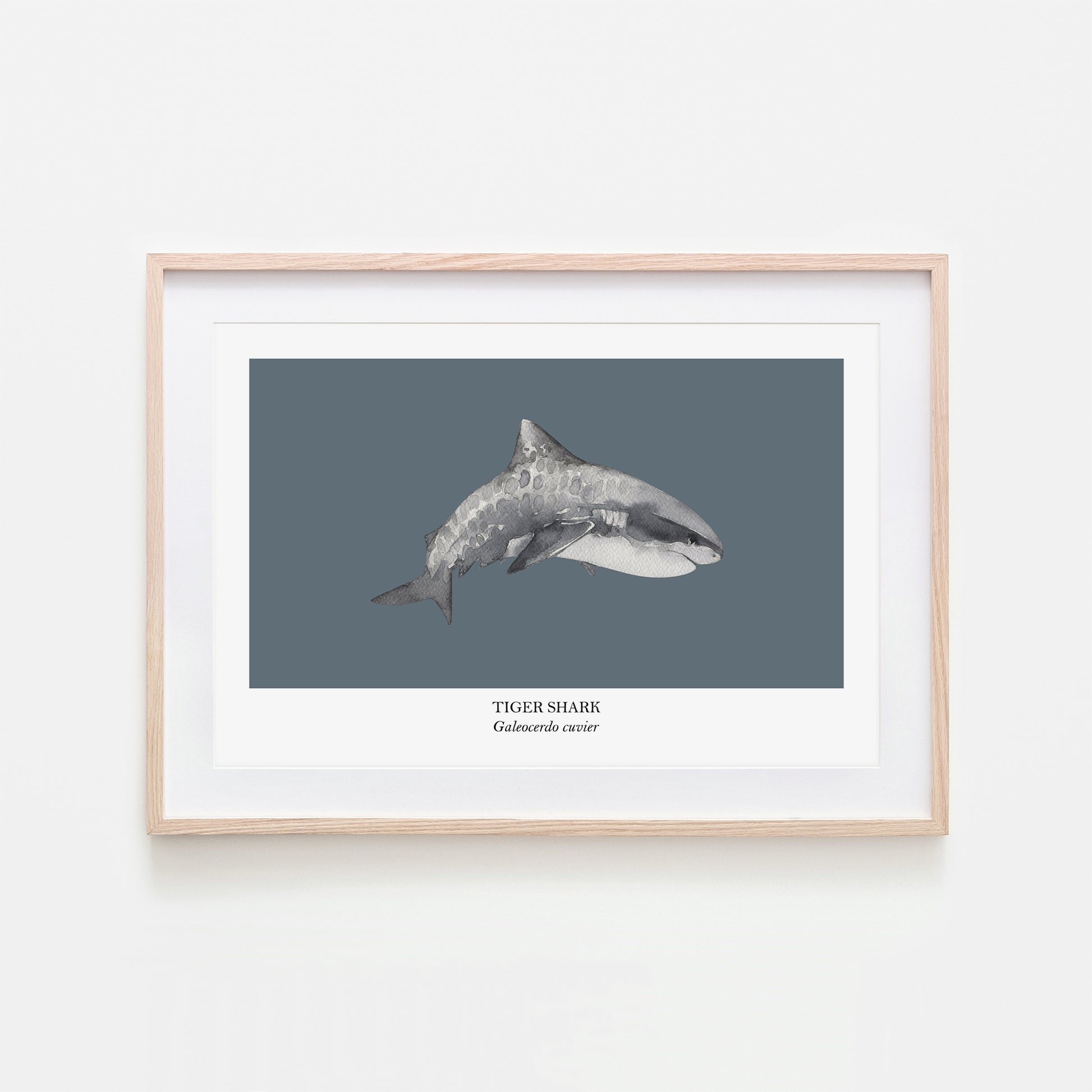 Tiger-Shark-Watercolour-Sea-Creature-Wall-Art-in-Sky-Blue