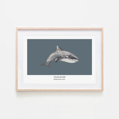 Tiger-Shark-Watercolour-Sea-Creature-Wall-Art-in-Sky-Blue