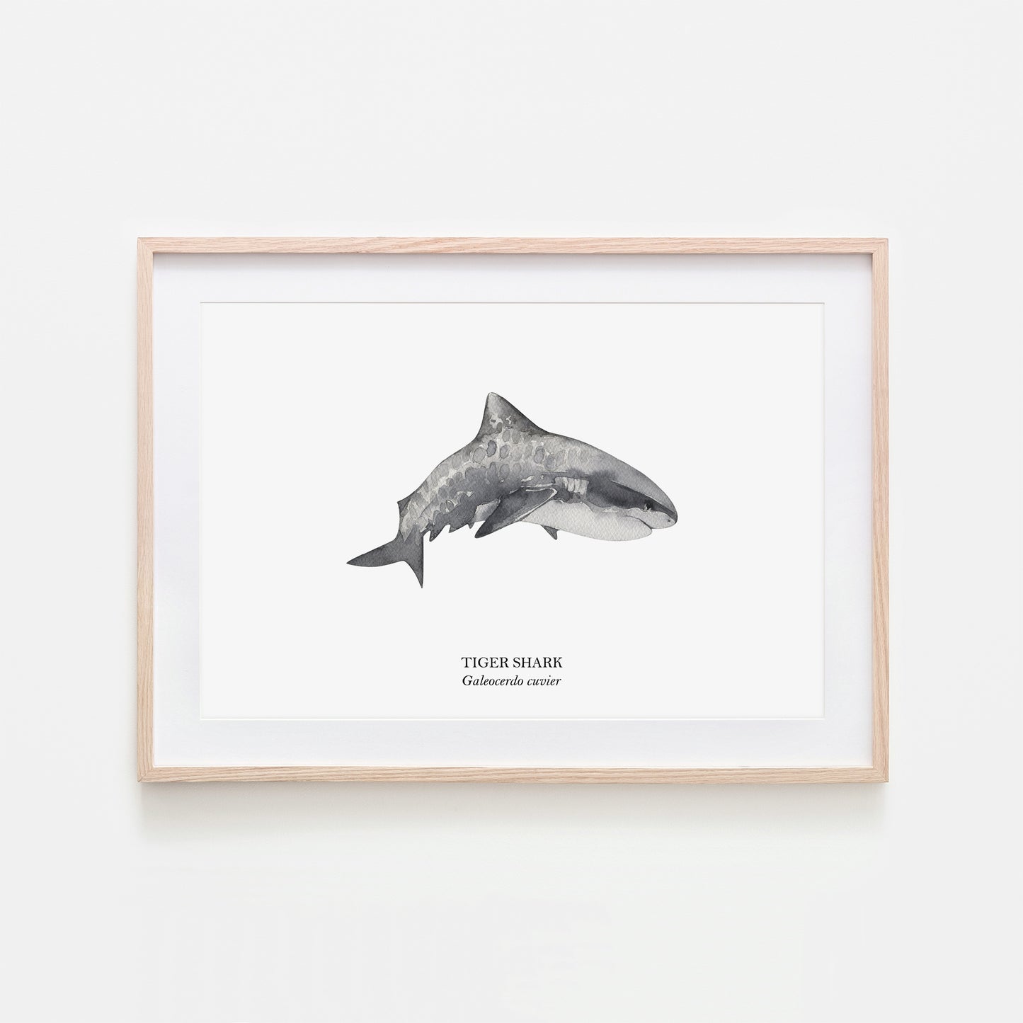 Tiger-Shark-Watercolour-Sea-Creature-Wall-Art-in-White