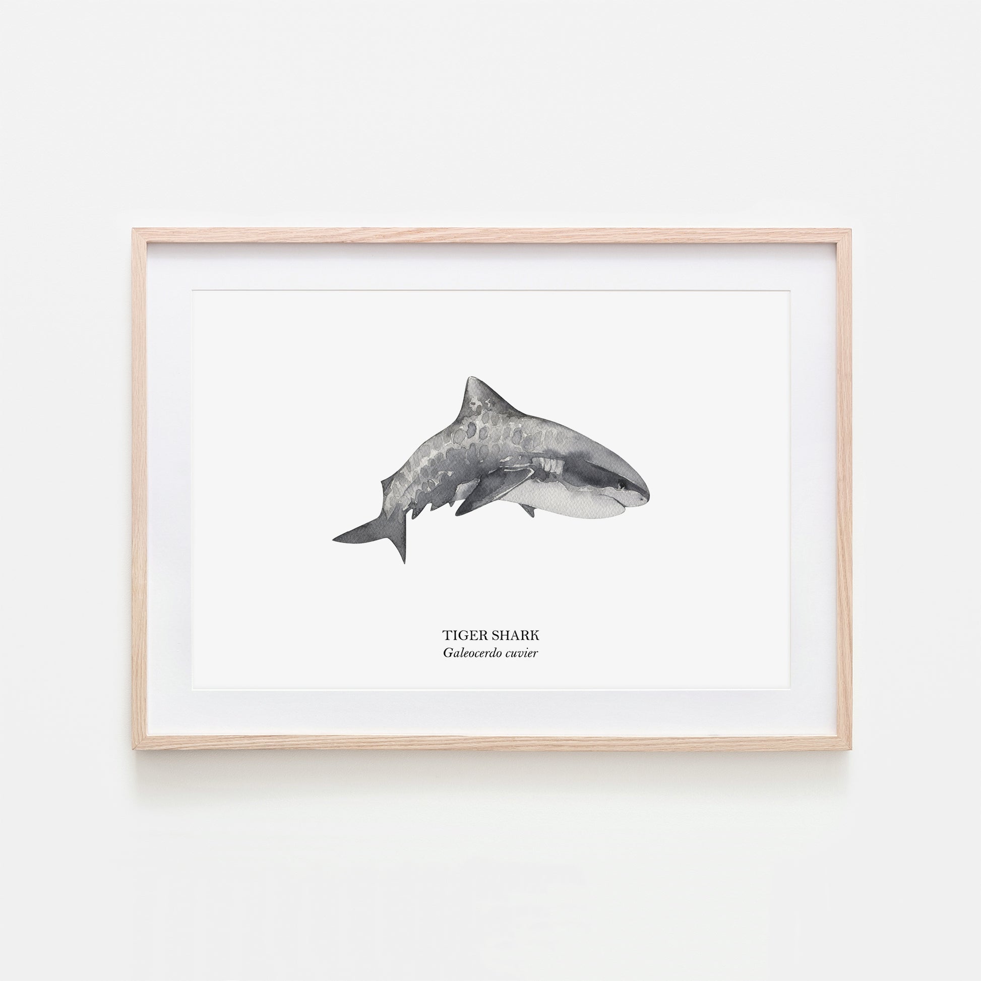 Tiger-Shark-Watercolour-Sea-Creature-Wall-Art-in-White